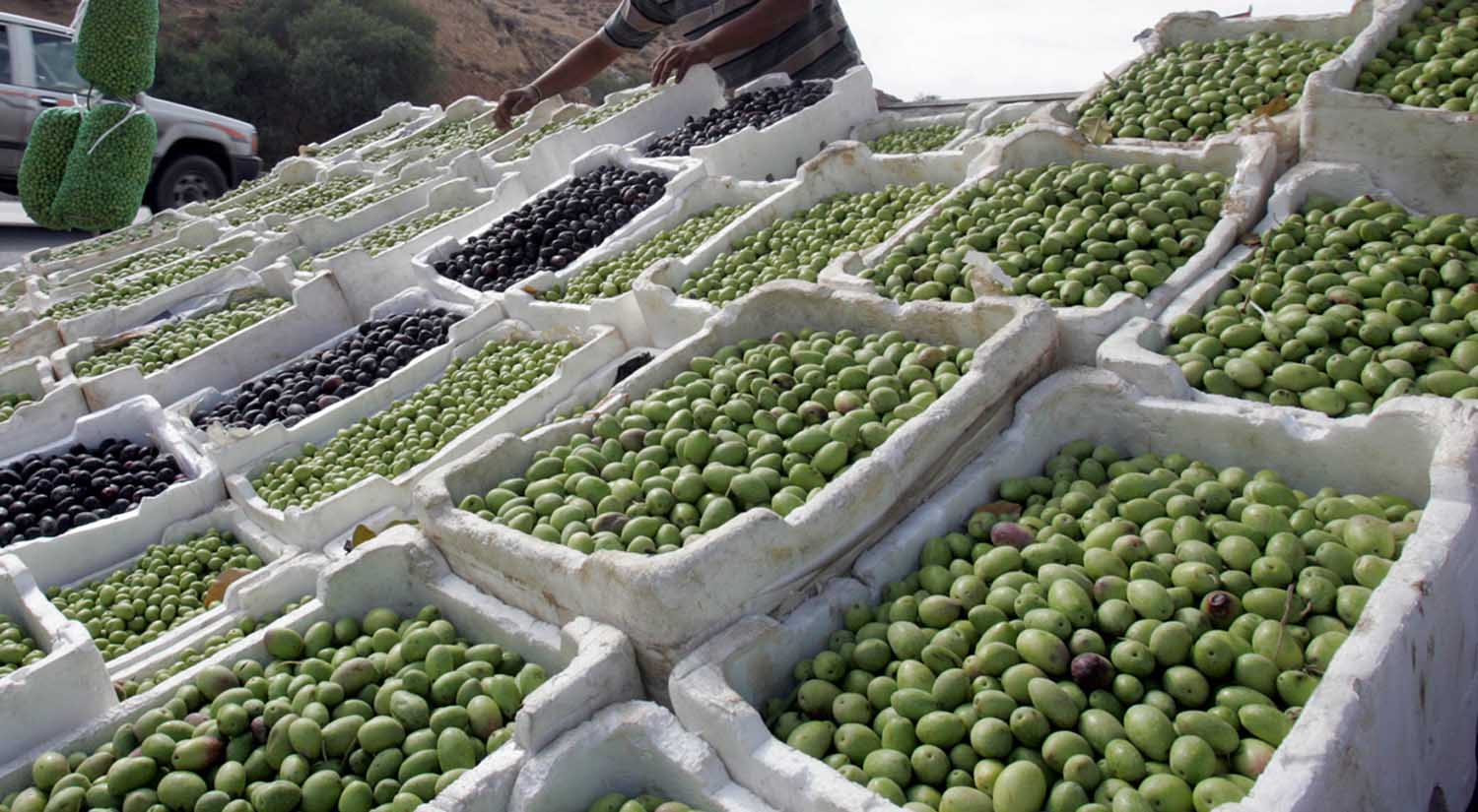 98 % من صادرات ثمار الزيتون الاردني لـ(إسرائيل) 