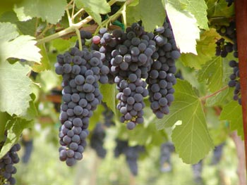 قشرة العنب الأسود تحارب الملاريا