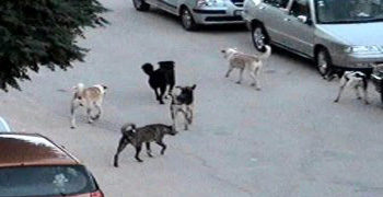 الحيوانات ..  أيضاً ضحايا الأزمة الاقتصادية