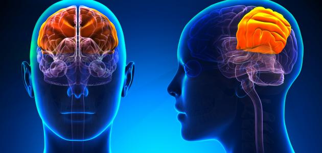 حقائق مذهلة حول الدماغ البشري 