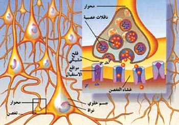 المخ يخزن مهارات اليد ويستدعيها عند الحاجة