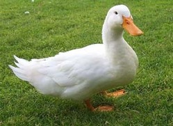 مخدرات داخل بط 