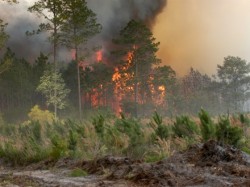 اخماد حريق التهم عشرات الأشجار  في الكرك 