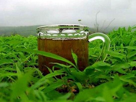 الشاي الأخضر يحمي من الخرف