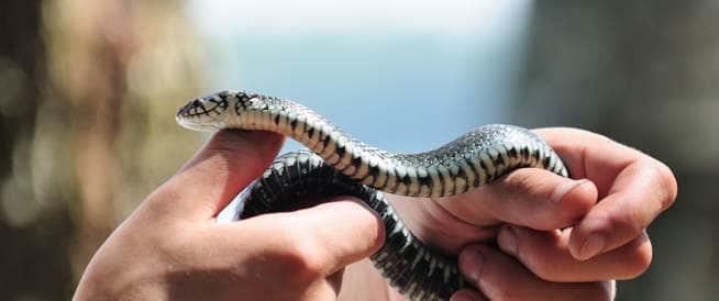 لدغة افعى تتسبب في إيقاف تصوير فيديو كليب