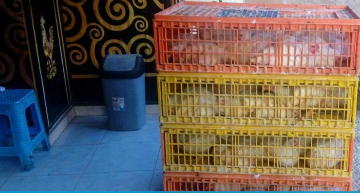 السعودية  ..  تفشي إنفلونزا الطيور في مزرعة واعدام 358 ألف طائر 