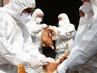 تسجيل إصابة بإنفلونزا الطيور في السعودية