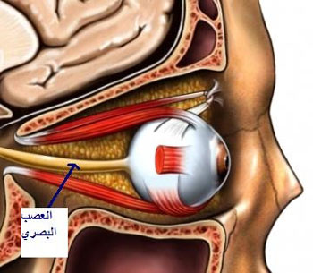 الأعصاب البصرية تسهل القراءة بطريقة برايل