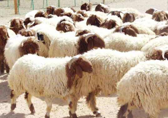 7 شروط يجب توافرها في الأضحية
