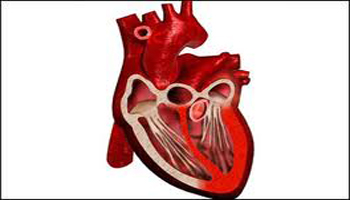 مشاكل القلب ظهرت قبل 3550 عاماً