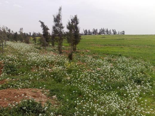 محافظ اربد يؤكد ضرورة ايصال جميع الخدمات لمواطني سهل حوران 