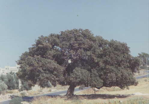 رحيل عميدة اشجار البلوط بالمملكة عن 750 عاما 