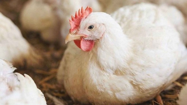 البيضة أم الدجاجة .. أيهما أكثر فائدة؟
