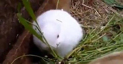 أرنب بدون أذنين نتيجة لتعرضه لإشعاع من فوكوشيما!