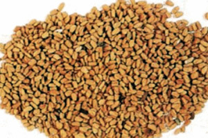 الحلبة المصرية متهمة بنشر البكتيريا المعوية المميتة