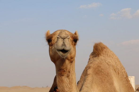 الأفتاء :  حكم اشتراك أكثر من شخص في أضحية واحدة 