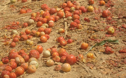 حشرة "توتا أبسلوتا" تهلك مزارع البندورة الصيفية بالكرك