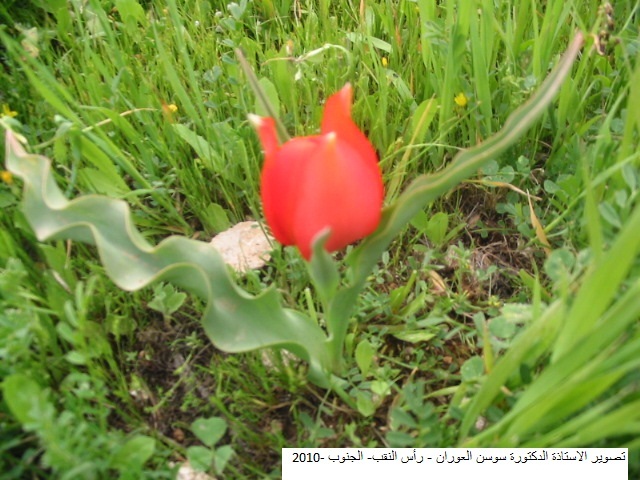 الأردنية : زهرة "التيولب" مهددة بالإنقراض في الأردن