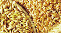 مخزون القمح يكفي الاردن 9 شهور