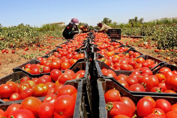 اتحاد المزارعين: صادرات الخضار والفواكه لا تشكل خطراً على المستهلك