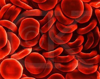 علماء يصنعون خلايا دم حمراء 