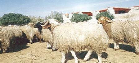 السعودية: تجار الماشية يطالبون بفتح باب الاستيراد من الاردن