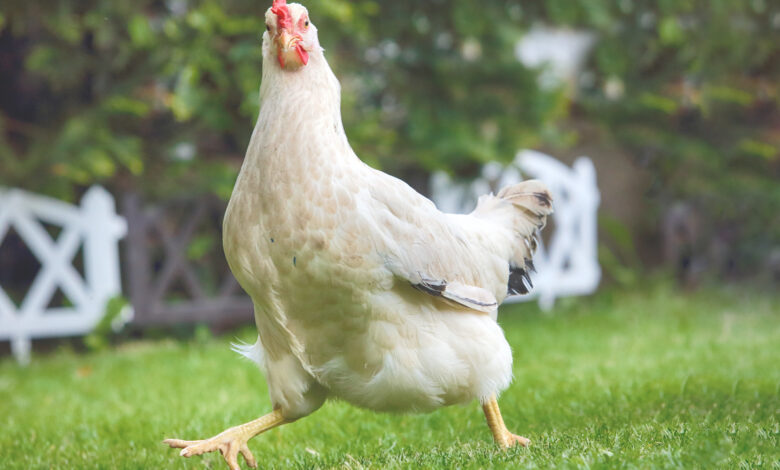 هل نجح الاردنيون بمعركتهم ضد ارتفاع اسعار الدجاج؟