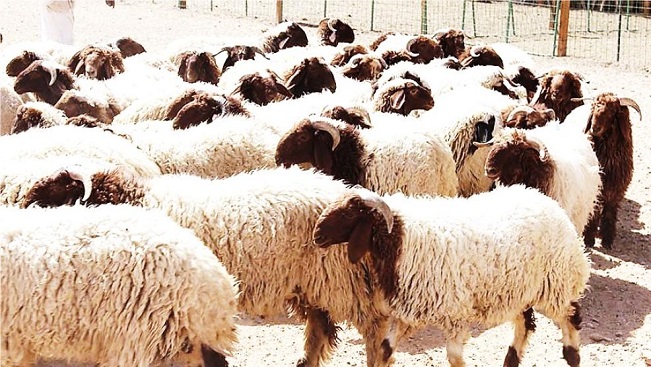 توقع ارتفاع أسعار الاضاحي بهذه النسبة