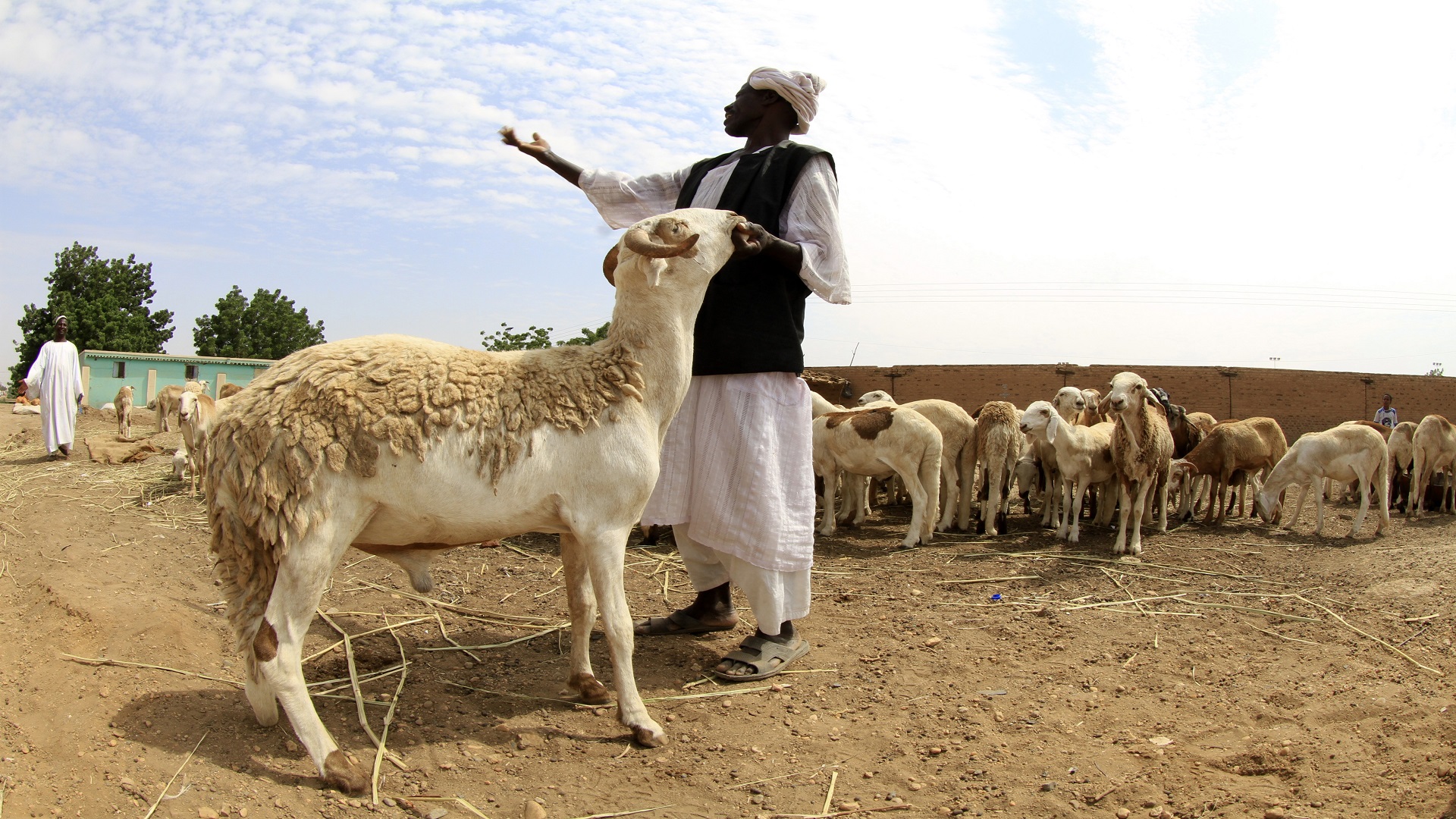 تفاصيل جديدة حول الأغنام السودانية في الاردن 