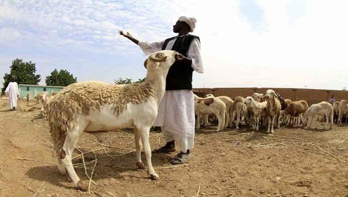 وصول المواشي السودانية للسوق الاردني ..  هل ستنخفض الأسعار؟
