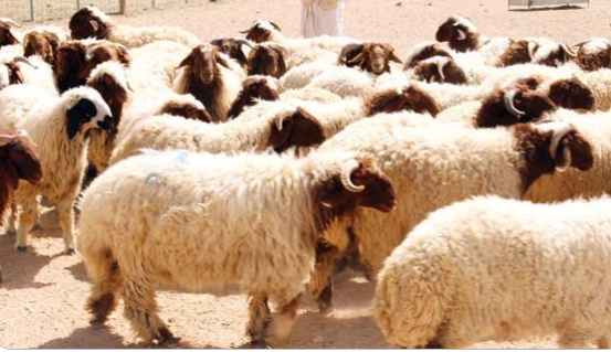 تسهيل عملية بيع وشراء الاضاحي عن طريق التسوق الالكتروني