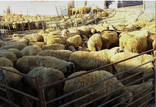 مواطنون يشتكون  من الروائح المنبعثة من حظائر الاغنام 