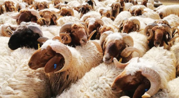 توقعات ببيع نسبة قليلة من الأضاحي اخر يوم في العيد 