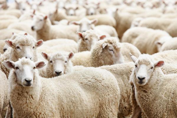 الأمانة ترفع مخلفات حظائر الاضاحي وتعقم مواقعها
