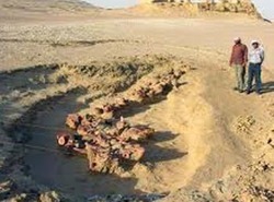 العثور على حفرية لحوت عمرها 49 مليون سنة في القارة القطبية الجنوبية 