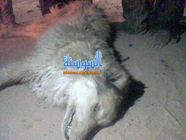 ظهور حيوان مهجن في إحدى قرى اربد