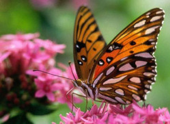 اكتشاف اللون الأصلي لأجنحة الفراشات قبل 47 مليون سنة