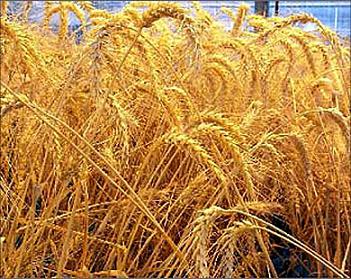 الحكومة توافق على رفع اسعار شراء القمح من المزارعين