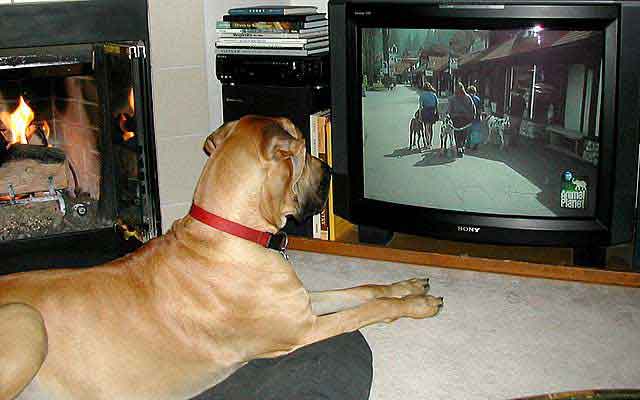 إعلان تلفزيوني يستخدم اصواتا لا يسمعها إلا الكلاب