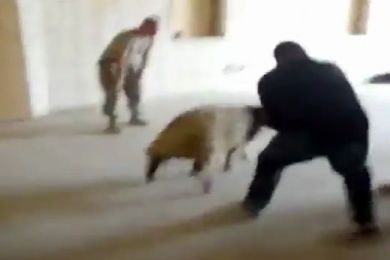جندي أمريكي يقتل خروفا بأسلوب يخلو من الرحمة - فيديو