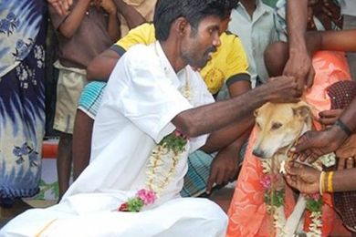 هندي يتزوج "كلبة" ويقيم حفل زواج - فيديو