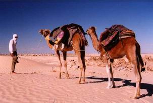 العلف المسموم يقتل الفي جمل في السعودية 