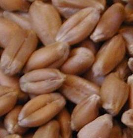 «الزراعة» تطلب إعادة تصدير 180 طنا من القمح الإسرائيلي الفاسد إلى الخارج